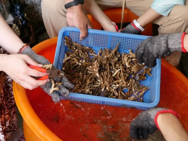 將較大形狀的石珊瑚剪株