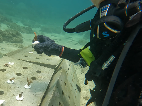 小株苗分別放入預留孔洞中